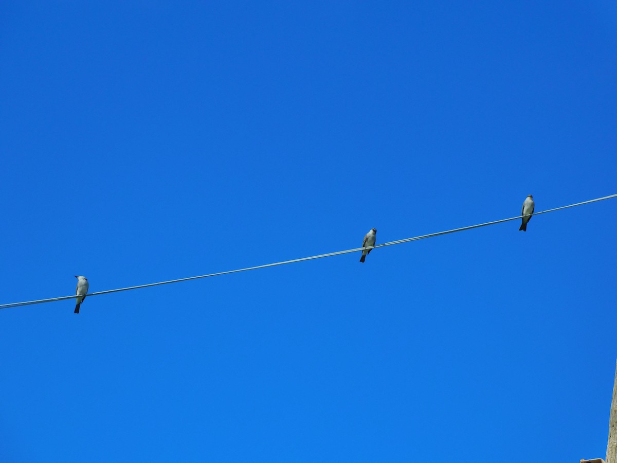 Gray Kingbird - ML530816361