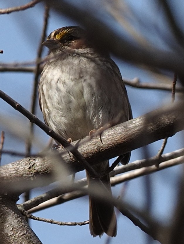 White-throated Sparrow - ML530817271