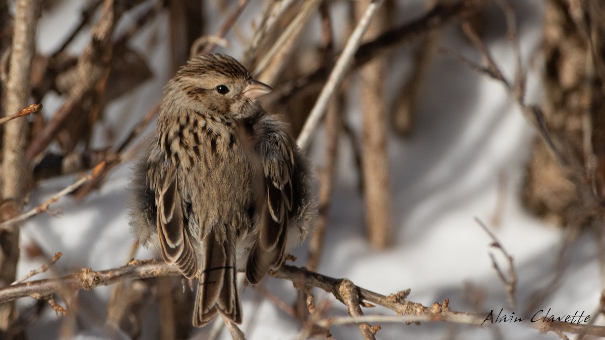 Brewer's Sparrow - Alain Clavette