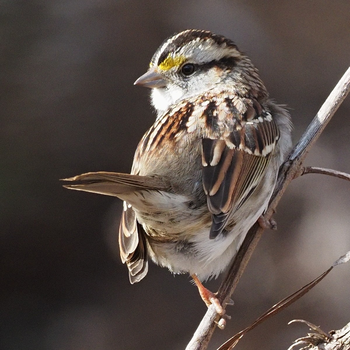 White-throated Sparrow - ML530818171