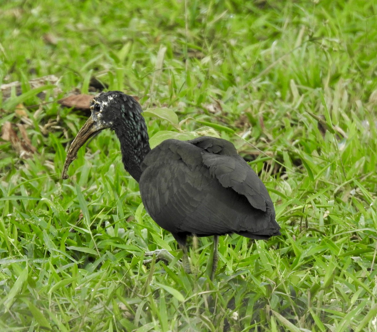 Green Ibis - ML530819101