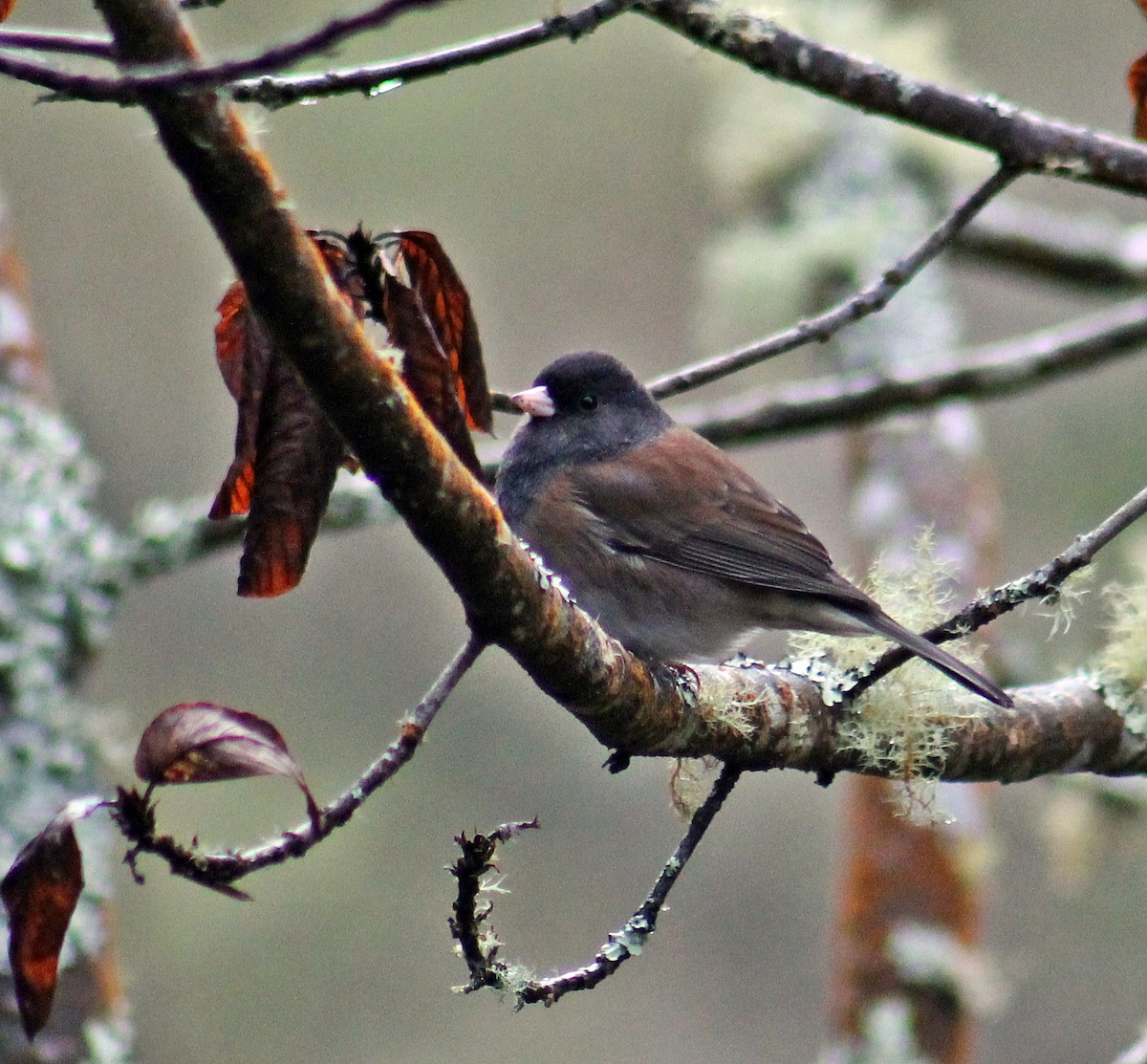 Dark-eyed Junco (Oregon) - Ken Burton