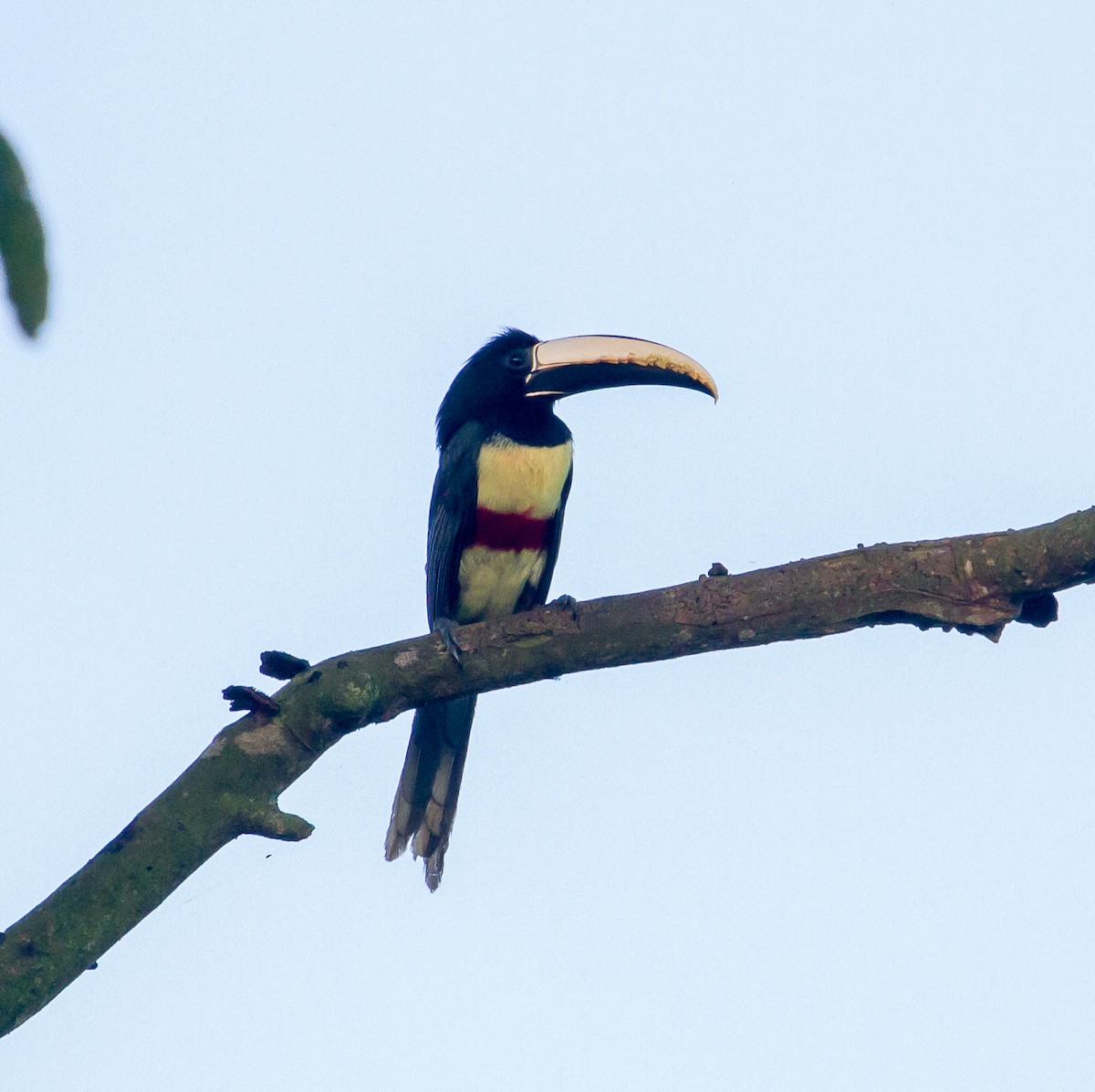 Black-necked Aracari - Cullen Hanks