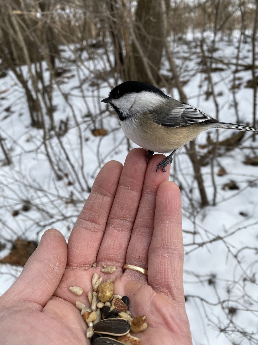 Black-capped Chickadee - ML530820861