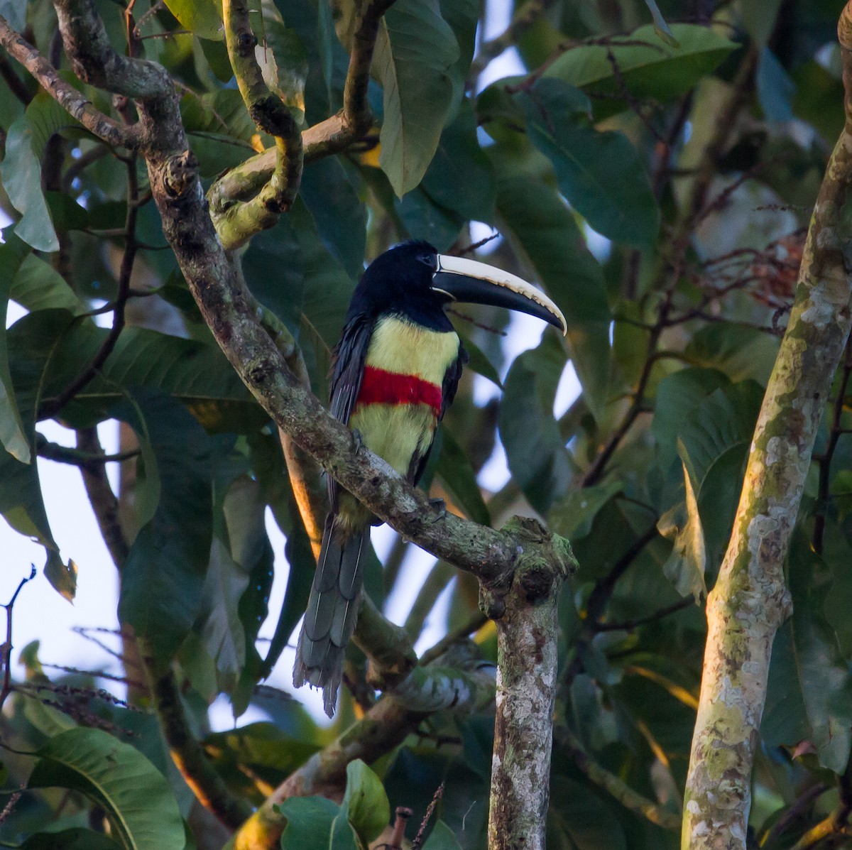 Black-necked Aracari - ML53082091