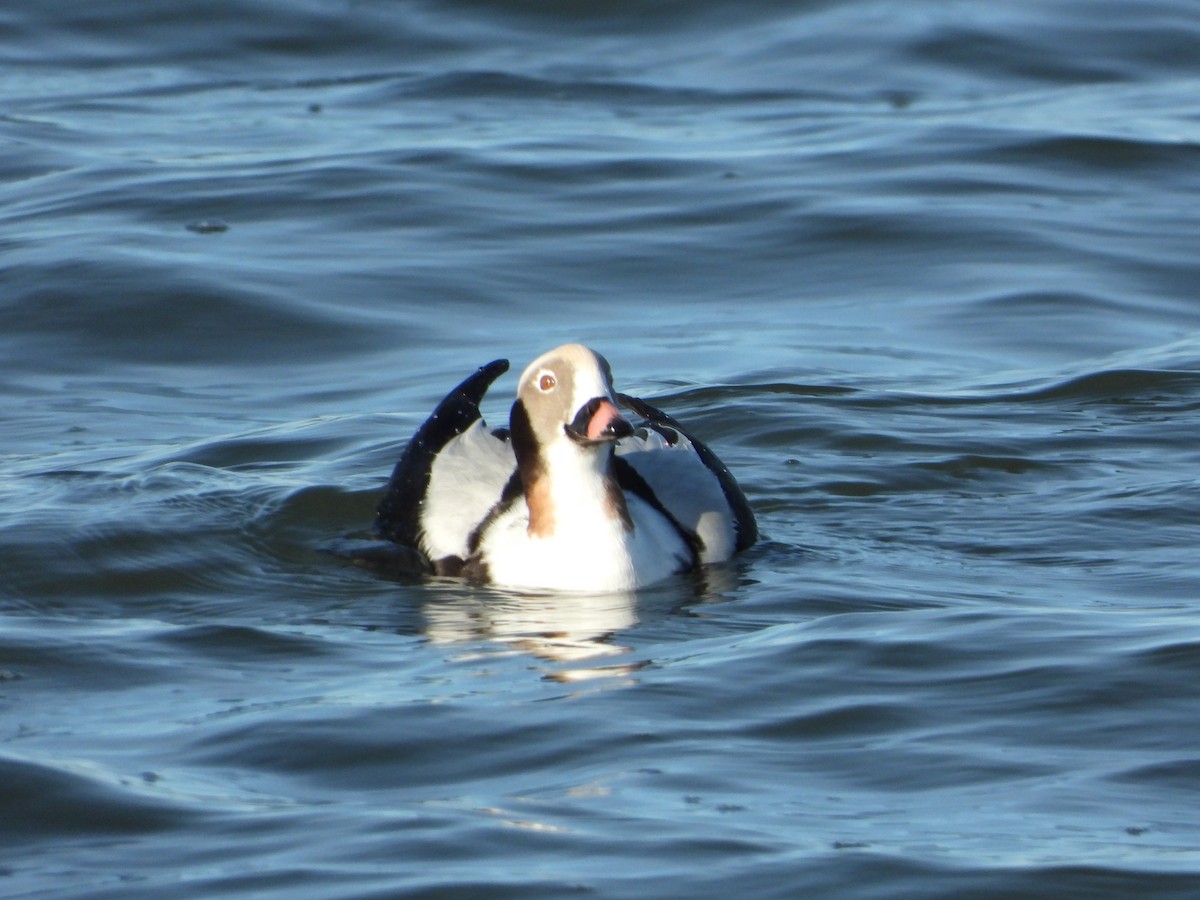 Long-tailed Duck - Martin Rheinheimer