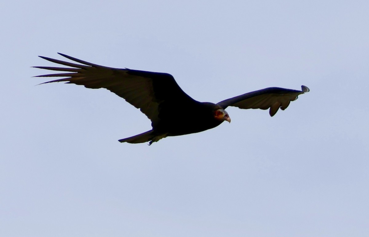Lesser Yellow-headed Vulture - Chenery  Kinemond