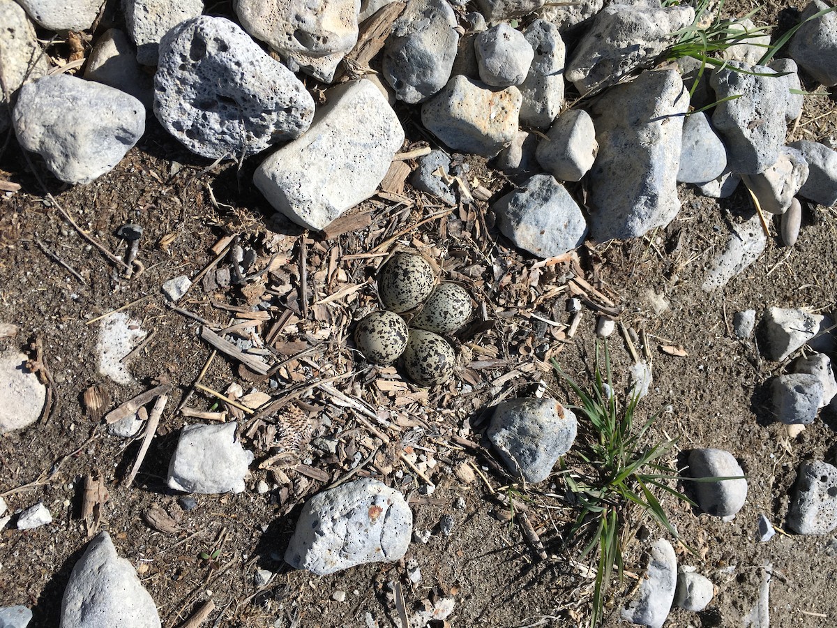 Killdeer - ML53082291