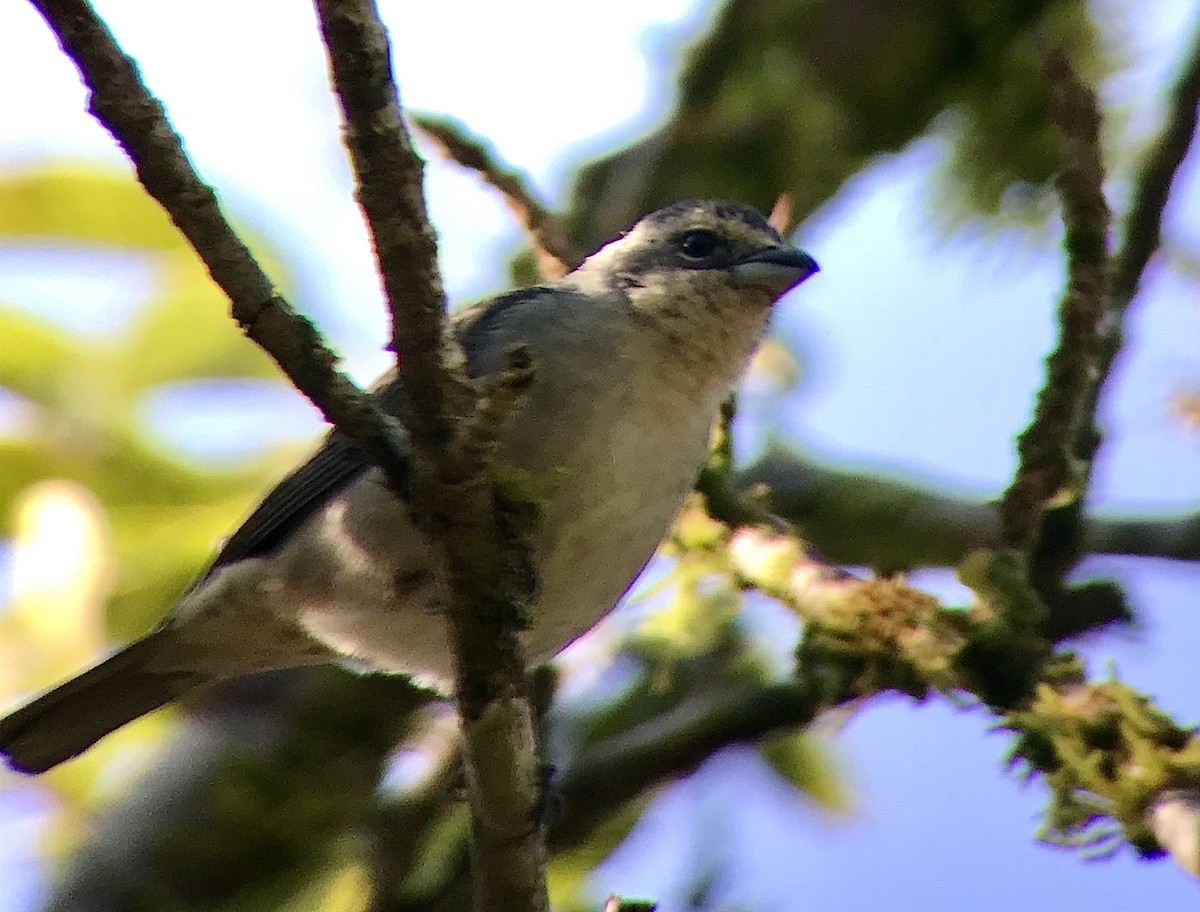 tanager sp. (Thraupidae sp.) - Bruno Rennó