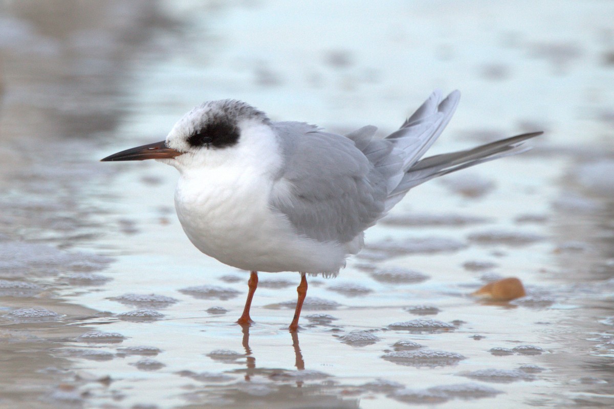 Forster's Tern - ML530823601