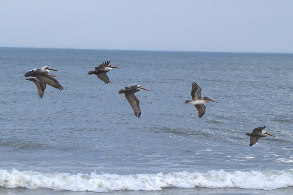 Brown Pelican - ML530823751