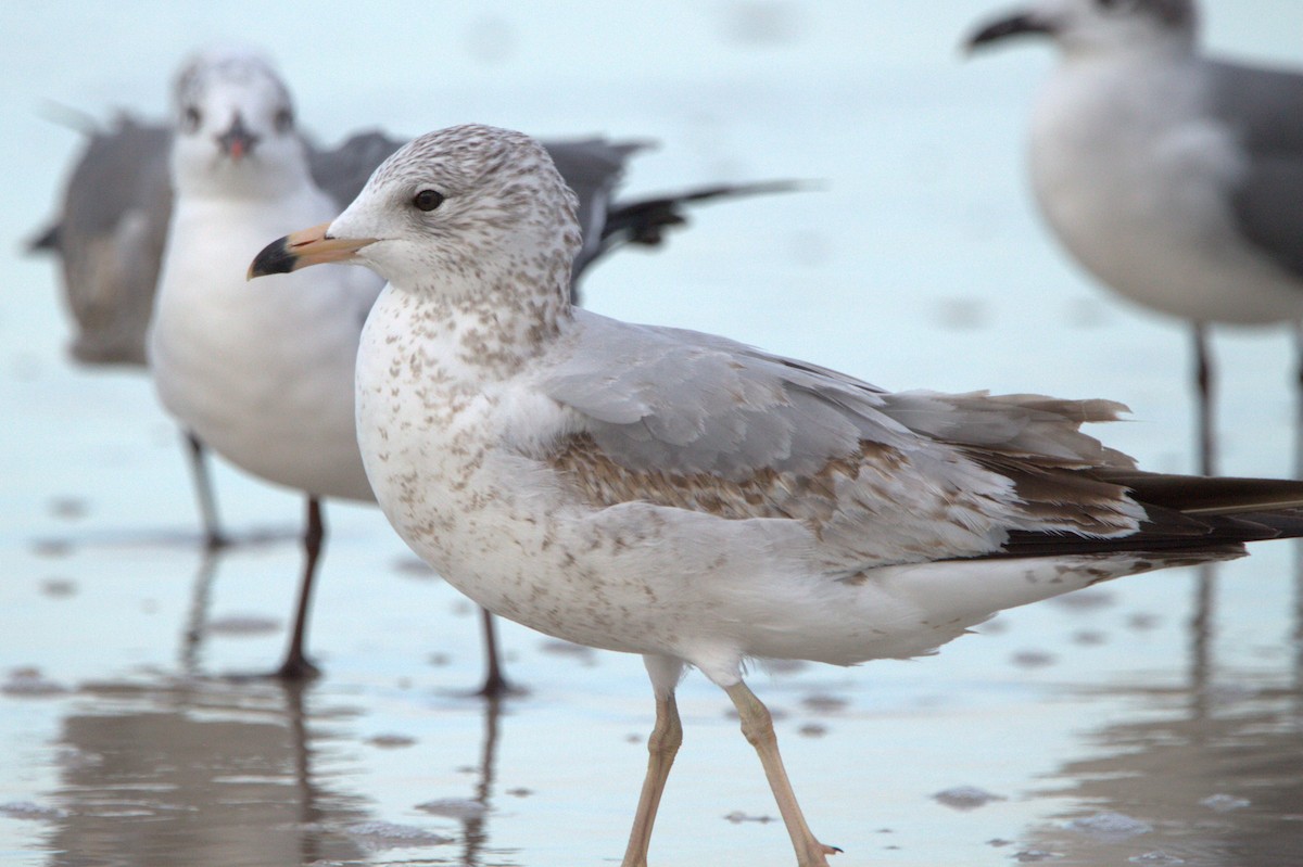 Ring-billed Gull - ML530823821