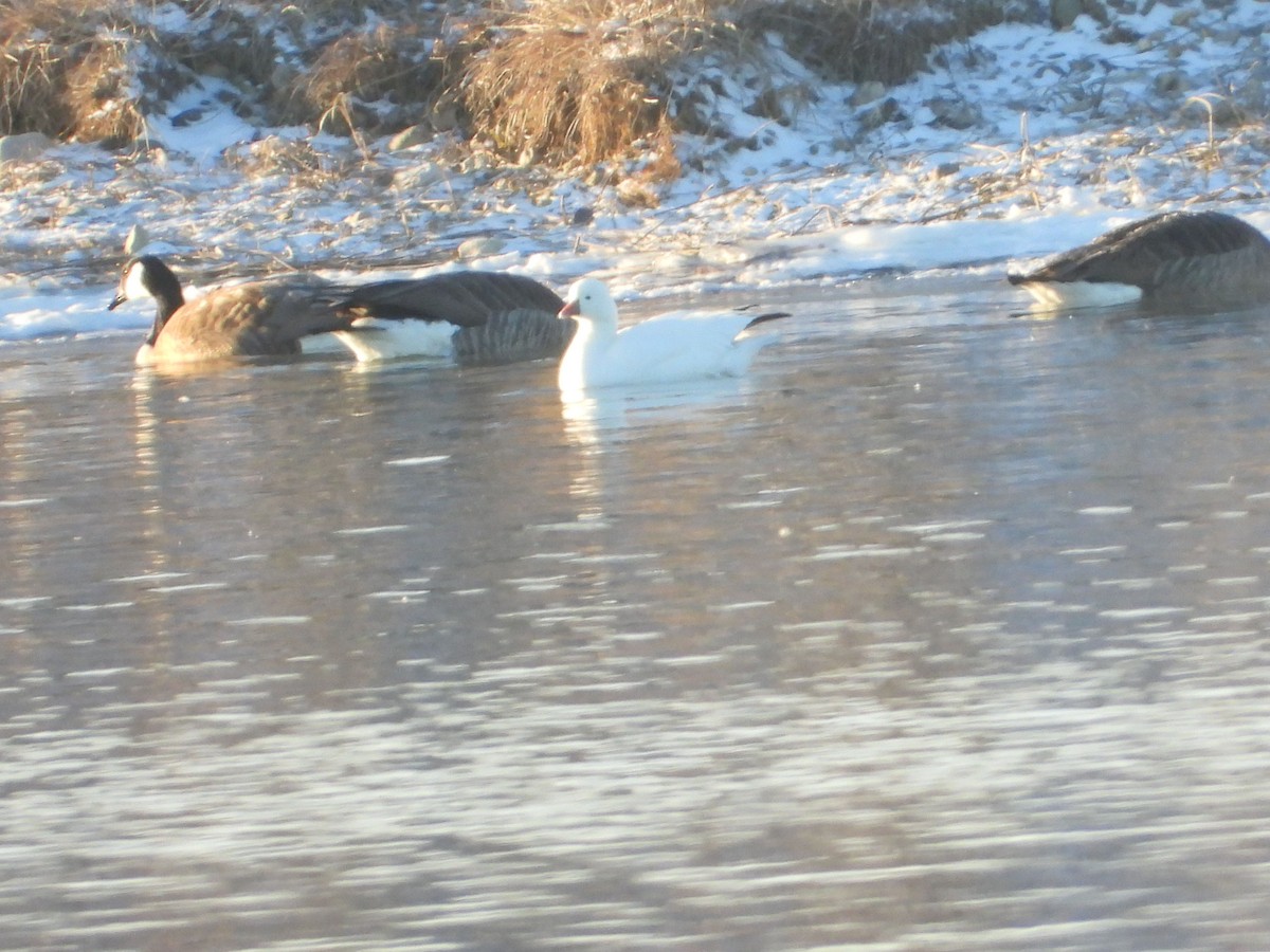 Ross's Goose - ML530825351