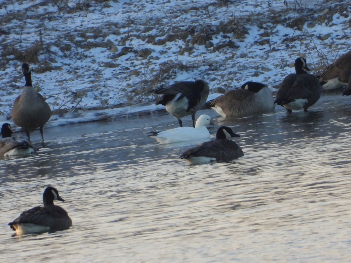 Ross's Goose - ML530825361