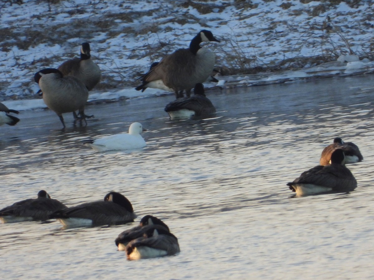 Ross's Goose - ML530825371