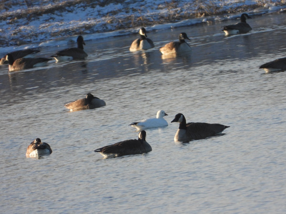 Ross's Goose - ML530825391