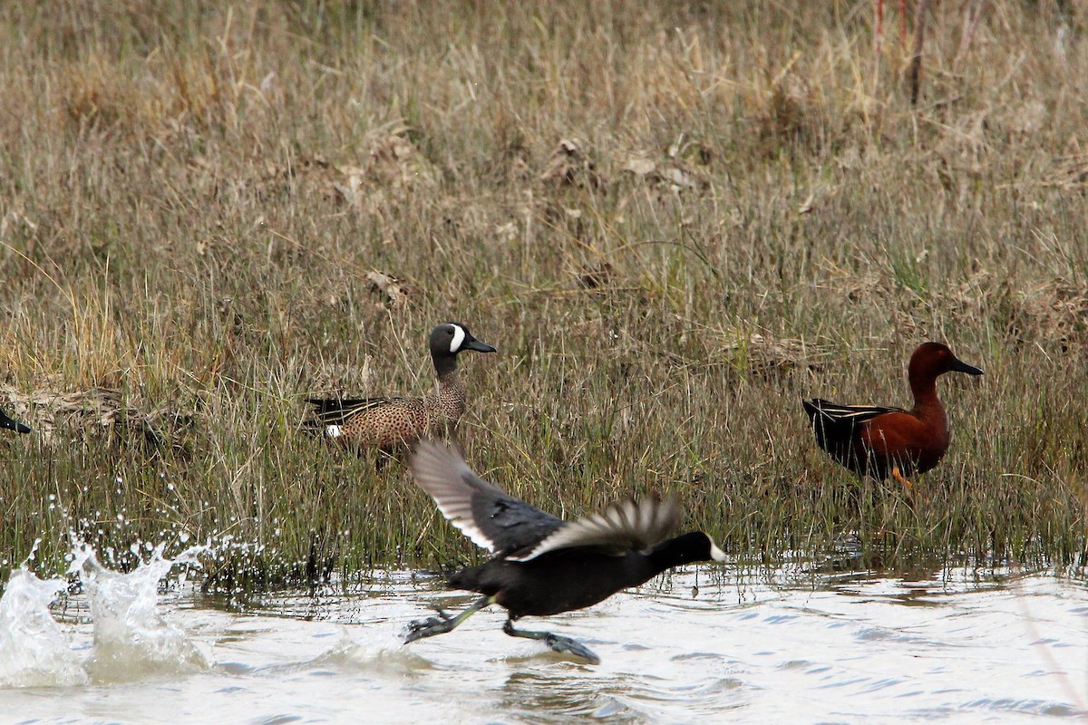 Blue-winged Teal - ML53082901