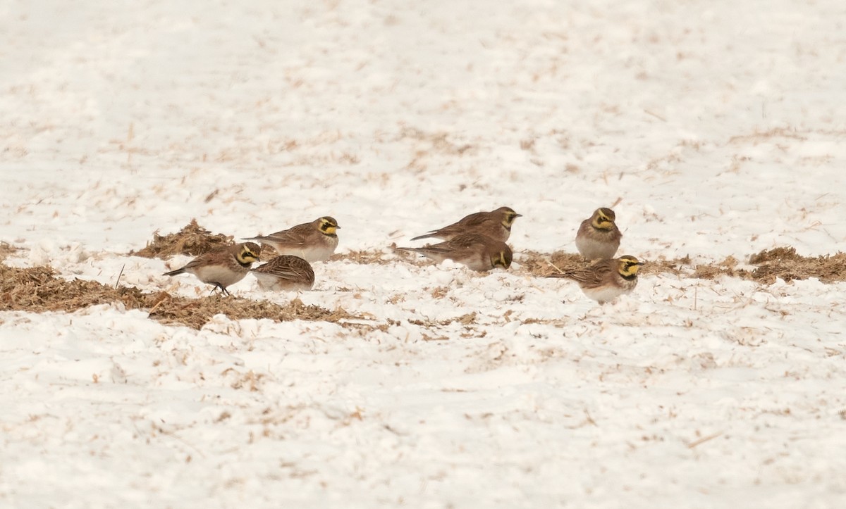 Horned Lark - ML530830751