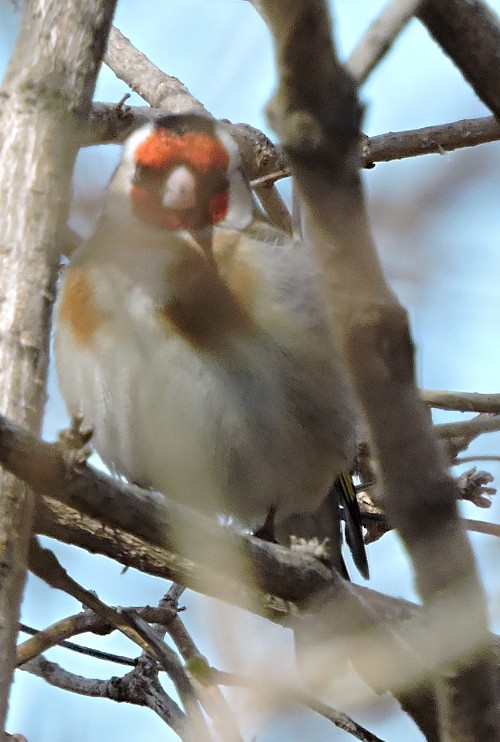 European Goldfinch - ML53083121