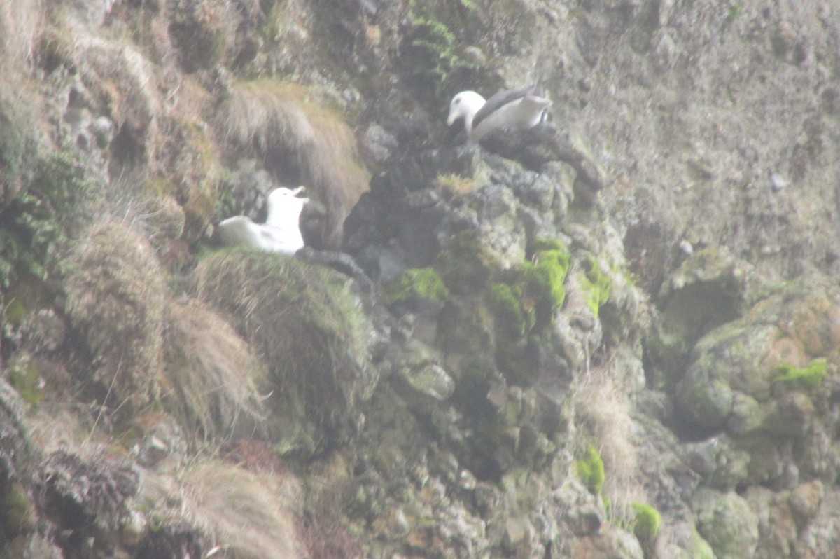 Northern Fulmar - Jessica Setter