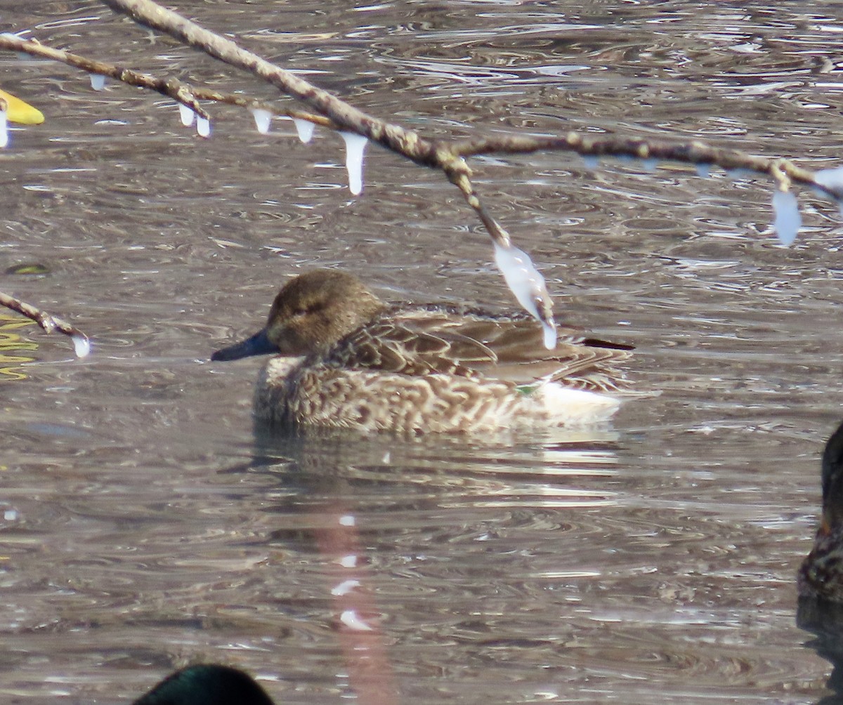 Green-winged Teal - ML530833001