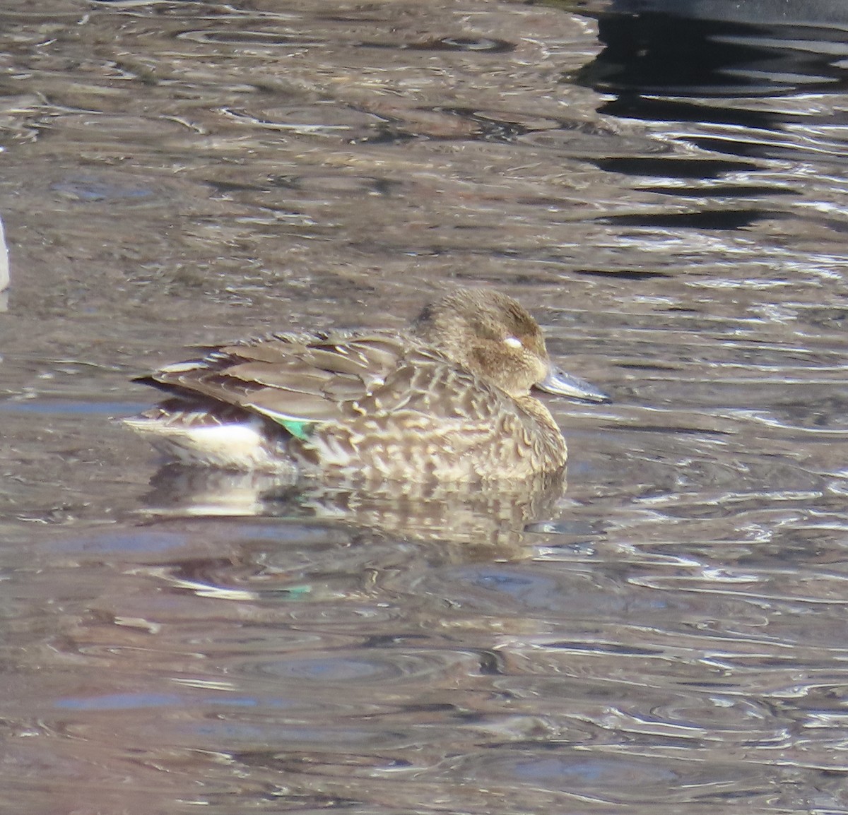 Green-winged Teal - ML530833011