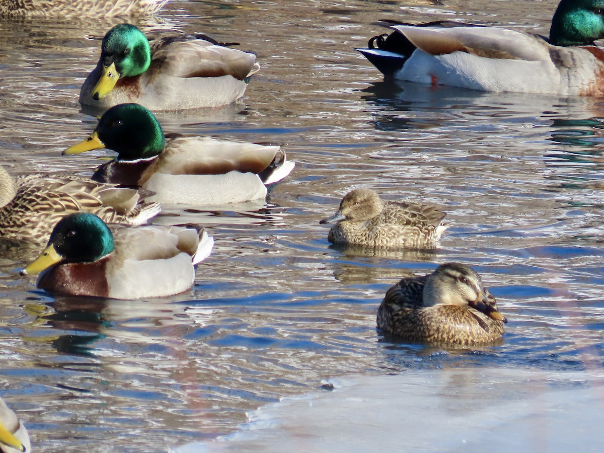 Green-winged Teal - ML530833021