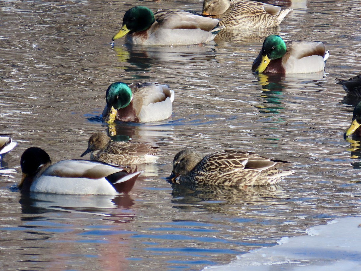 Green-winged Teal - ML530833031