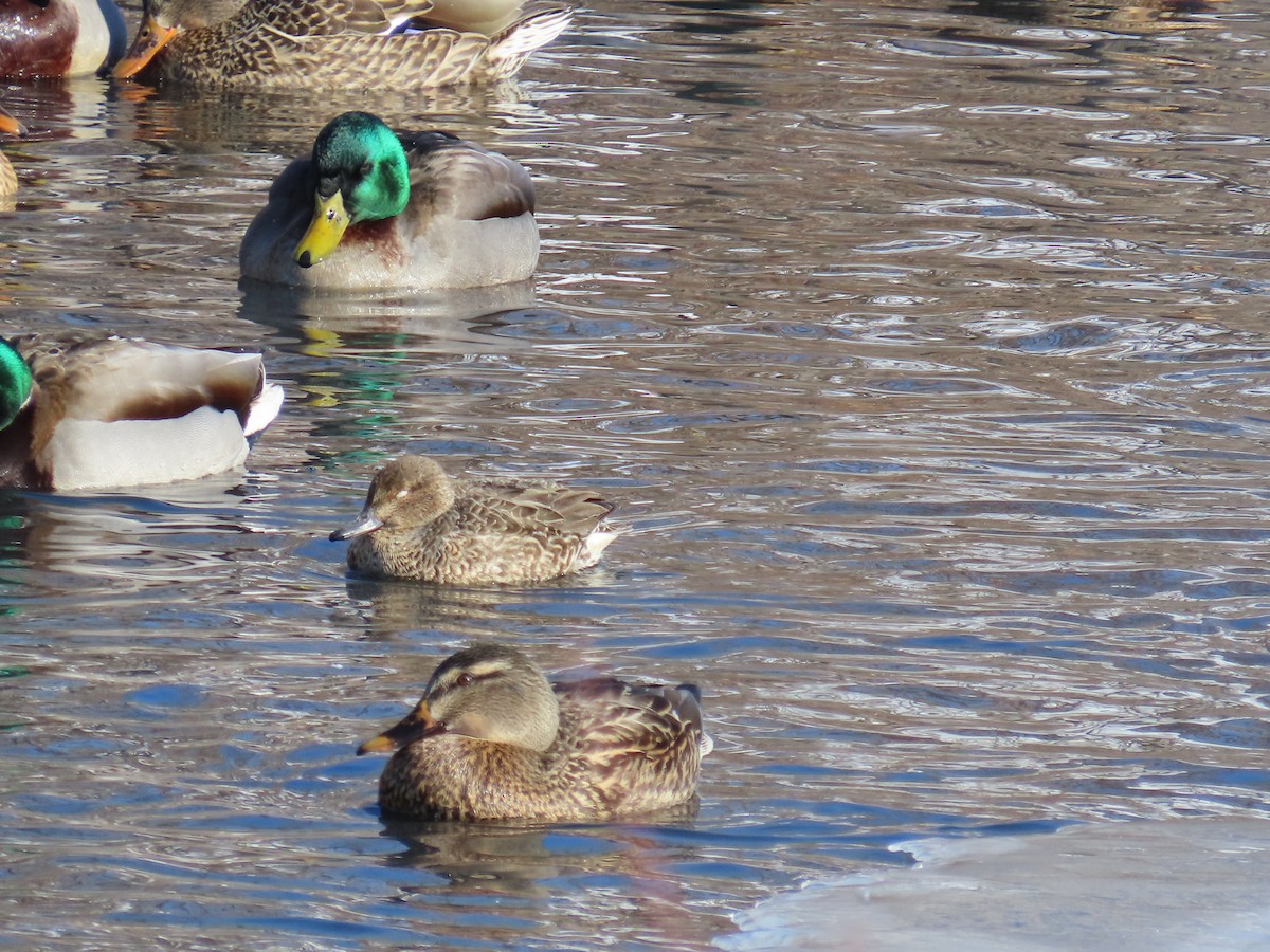 Green-winged Teal - ML530833041