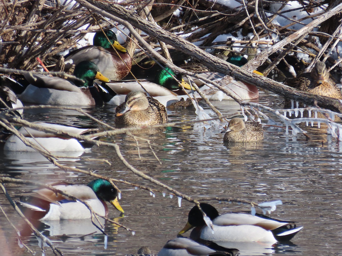 Green-winged Teal - ML530833051