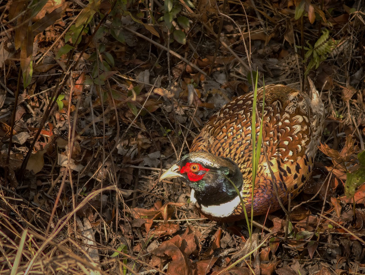 Ring-necked/Green Pheasant - ML530833691