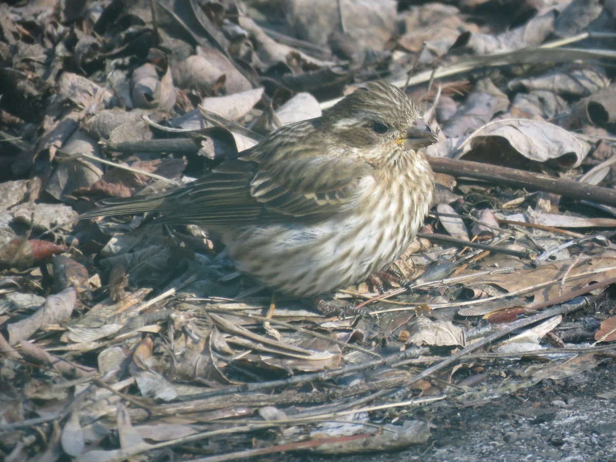 Purple Finch - ML530833801