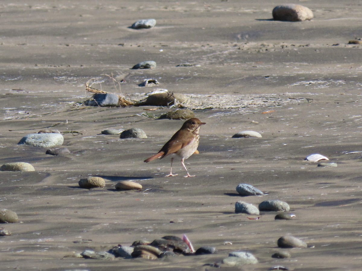 Hermit Thrush - ML530833831