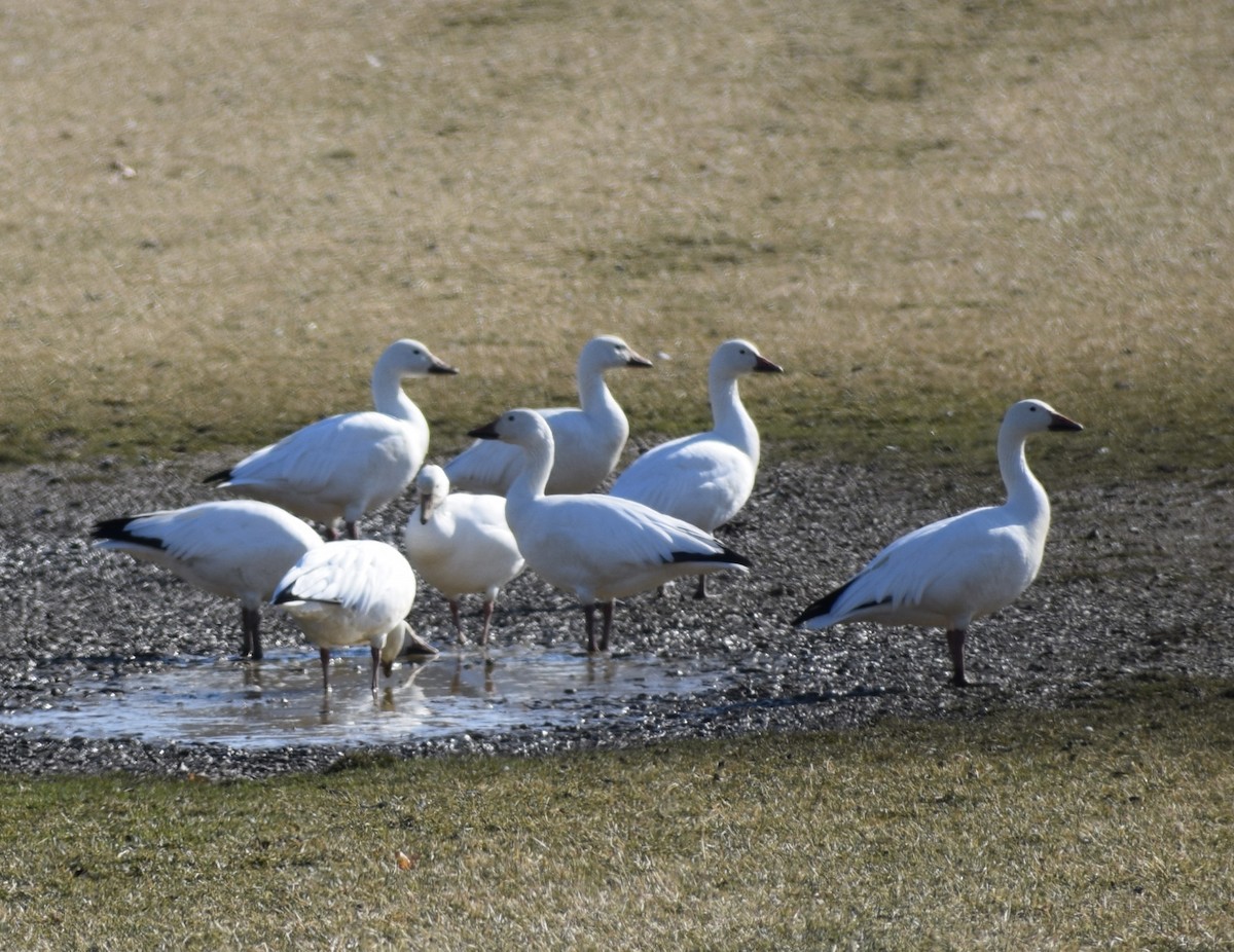 Snow Goose - ML530833891