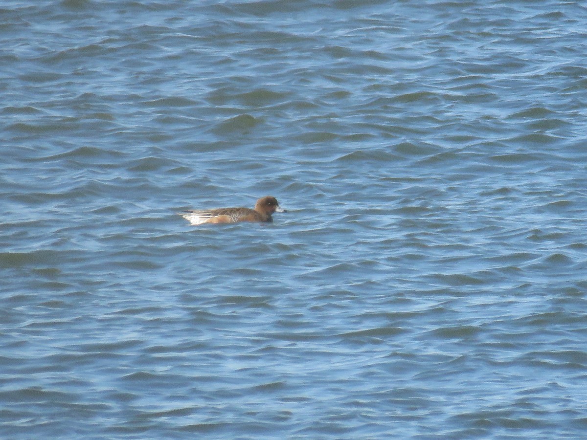 Зээрд нугас - ML530834341