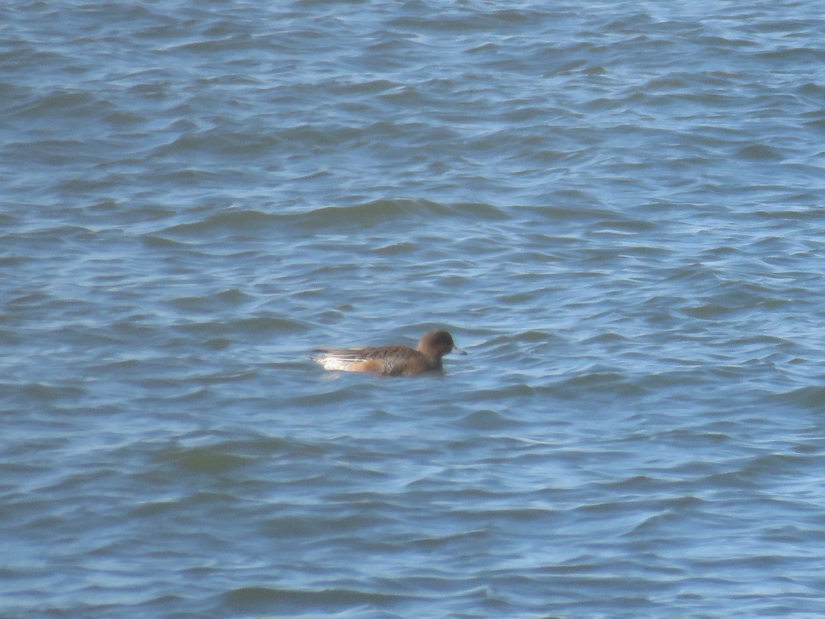 Eurasian Wigeon - ML530834351