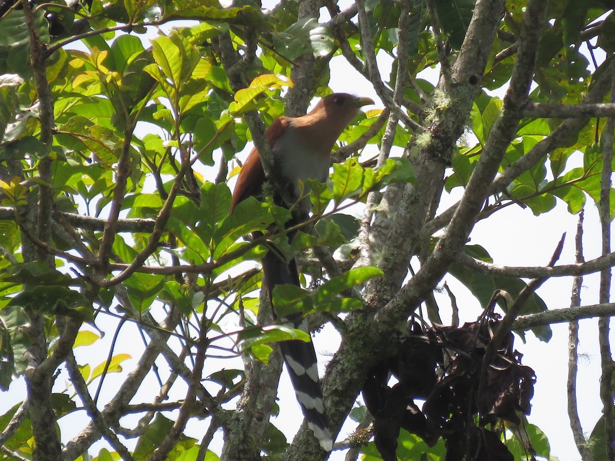 Squirrel Cuckoo - ML530834691