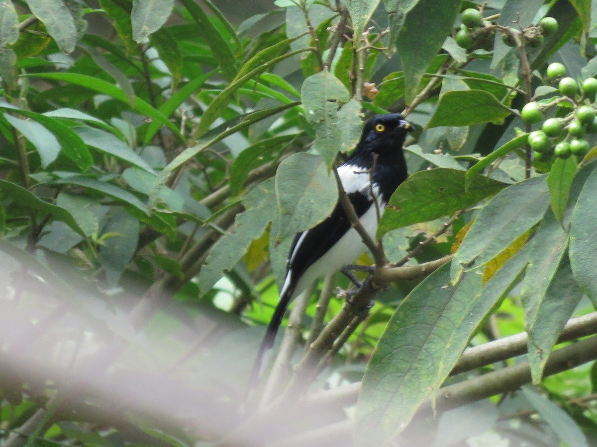 Magpie Tanager - ML530835851