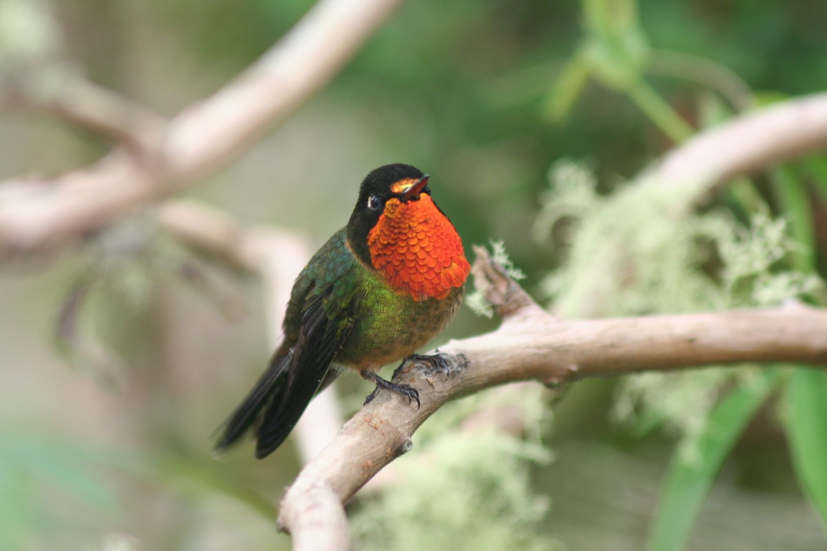 Orange-throated Sunangel - ML53083621