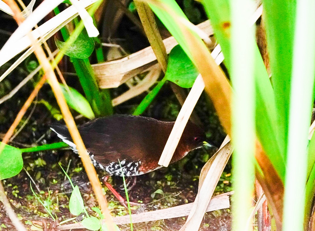 Red-and-white Crake - ML530838151