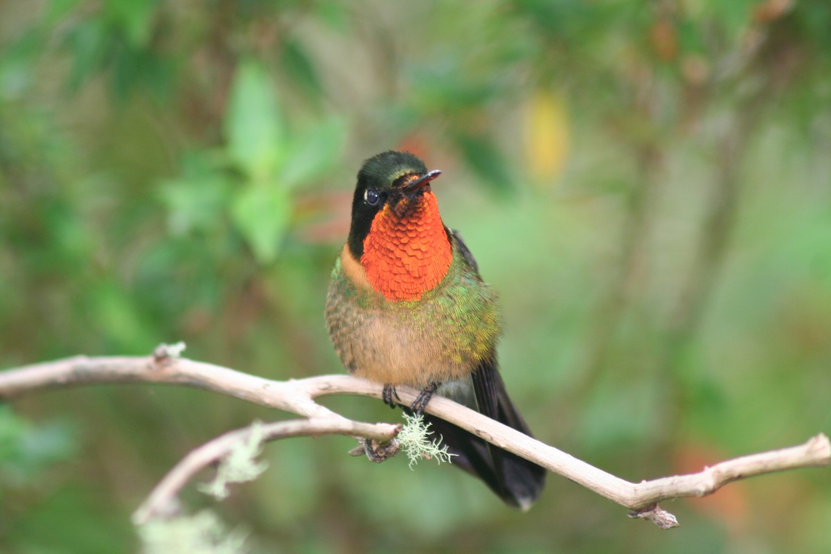 Orange-throated Sunangel - John Drummond