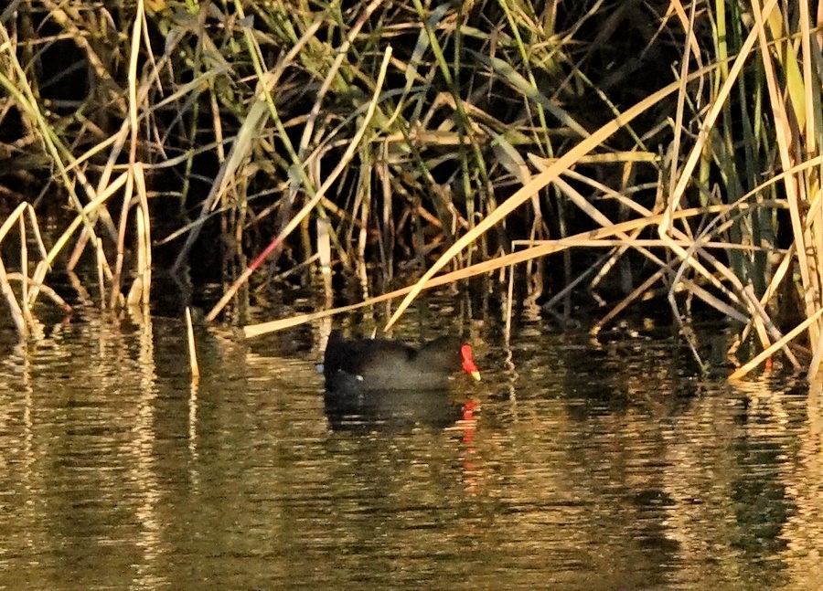 Common Gallinule - ML530838211