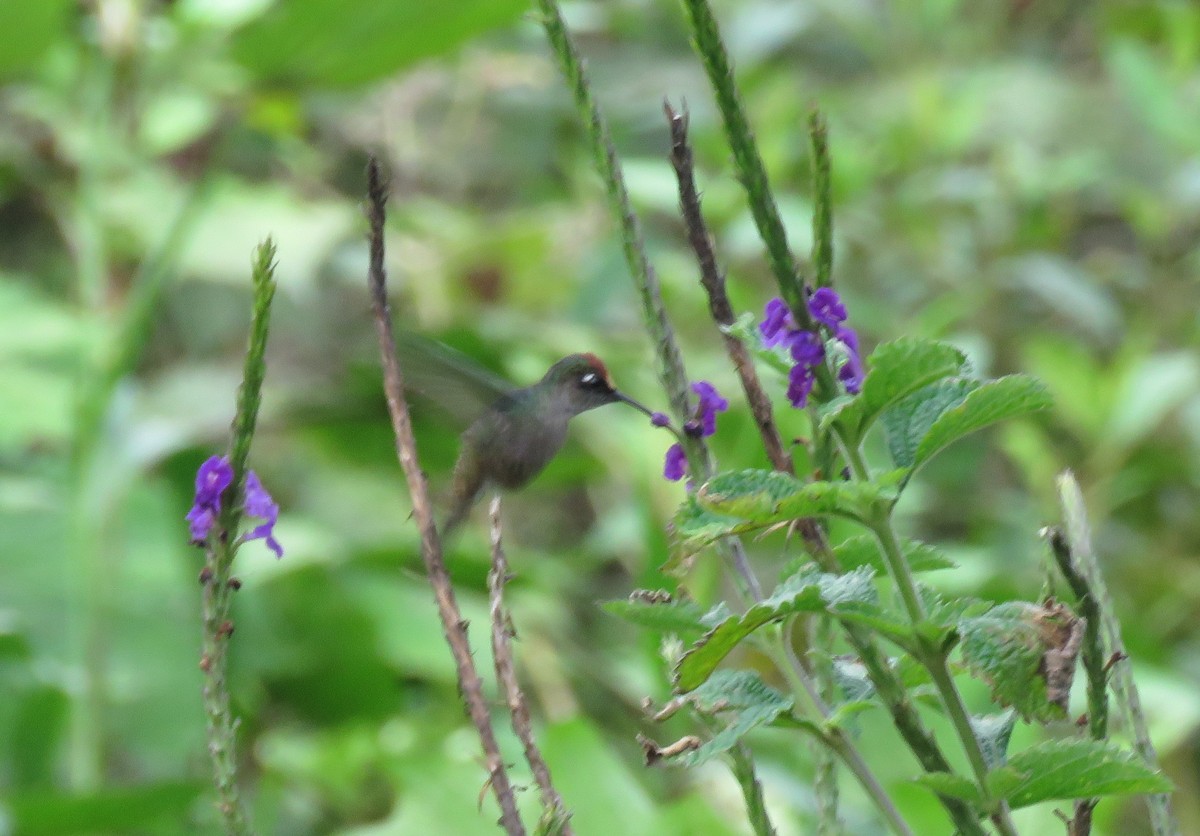 Colibri du Tolima - ML530839401