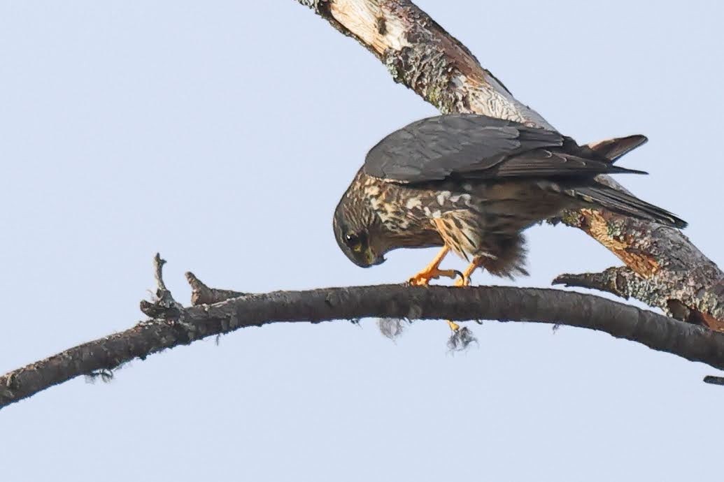 Merlin - ML530839861