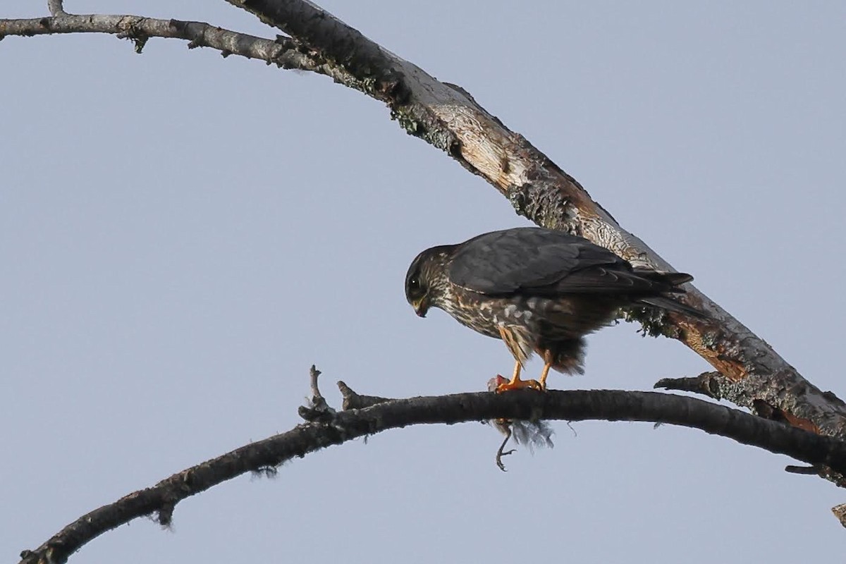 Merlin - Keith Leland