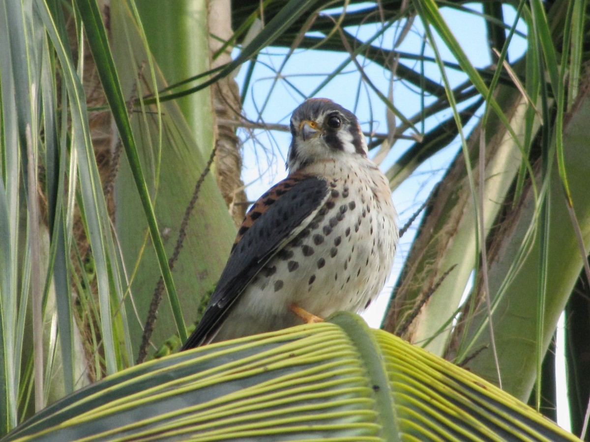 American Kestrel - ML530840031