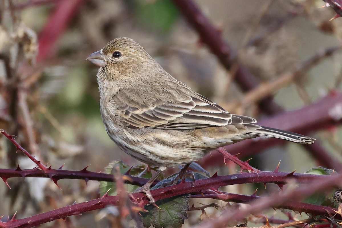 House Finch - ML530840481