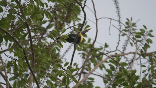 Yellow-throated Toucan - ML530843501