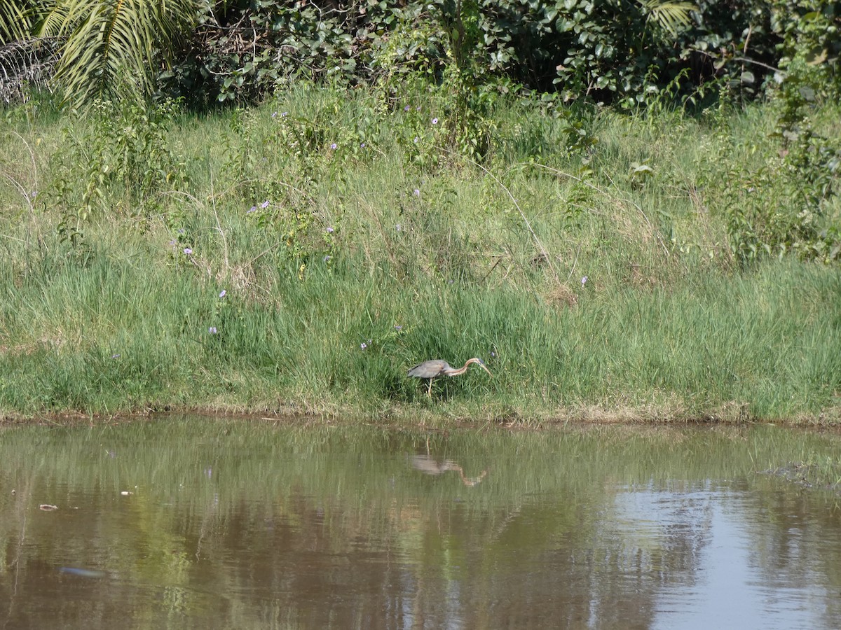 Purple Heron - ML530843581