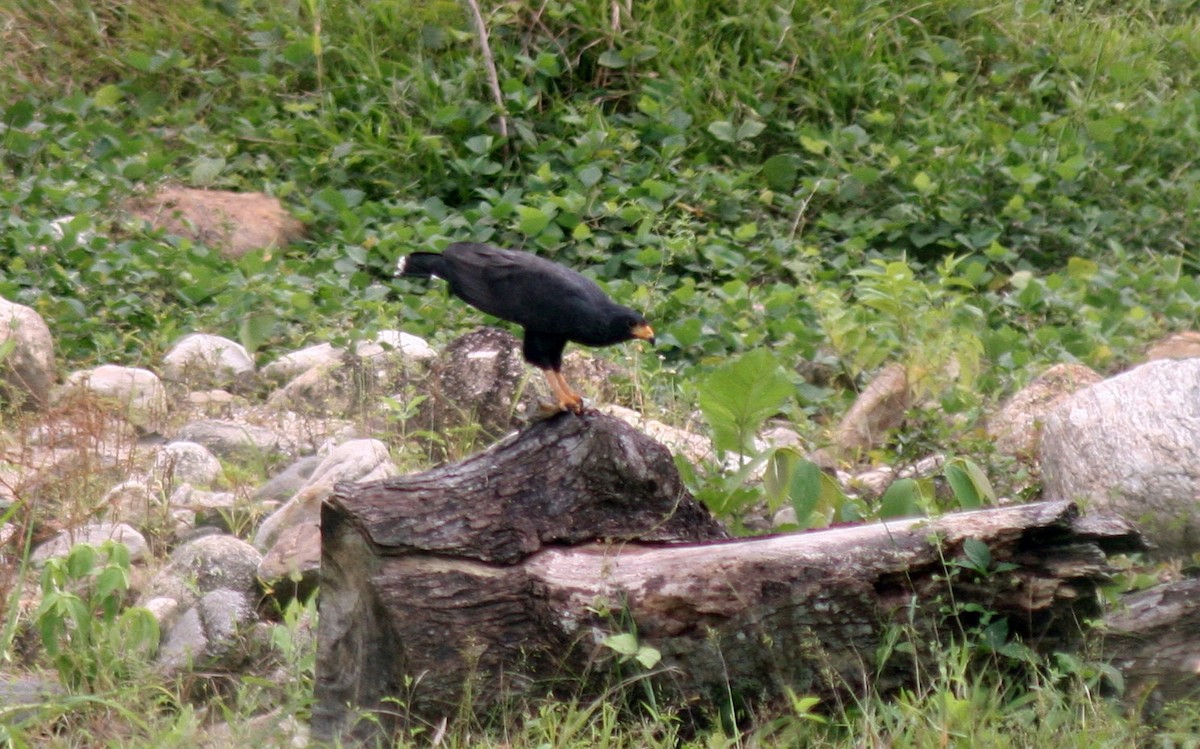 Common Black Hawk - John Drummond